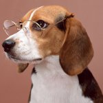 Les races de chiens les plus intelligentes