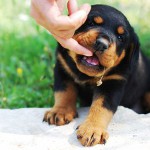 Le chiot mord. Que devrais-je faire? Le chiot mord. Que devrais-je faire?
