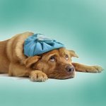 Cônes chez les chiens Cônes chez les chiens
