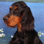 Setter écossais (Gordon Setter)