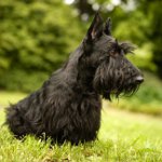 Terrier écossais (Scotch Terrier) Terrier écossais (Scotch Terrier)