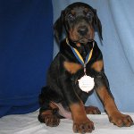 Chien Doberman