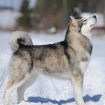 Malamute chien