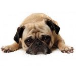 Le chien se plaint: que faire? Le chien se plaint: que faire?
