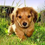 Le chien a été mordu par une tique: que faire?