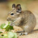 Contenu de Degus