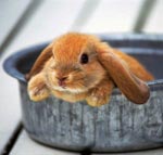 Contenu des lapins décoratifs