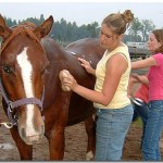 Entretien des chevaux Entretien des chevaux