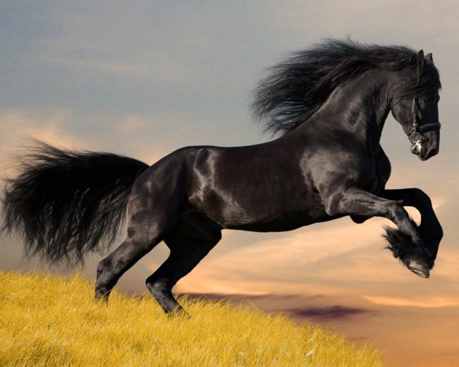 Entretien des chevaux