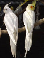 Le contenu des perroquets de Corella
