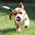 Remèdes pour les tiques pour les chiens