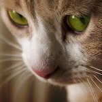 Teigne chez les chats