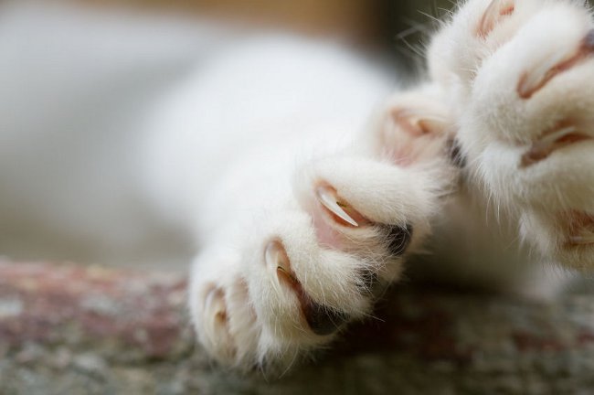 Griffes de fauchage. Comment couper les griffes d'un chat? Griffes de fauchage. Comment couper les griffes d'un chat?
