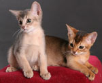Couper les chats