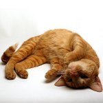 Crampes dans un chat Crampes dans un chat