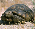 Tortue terrestre
