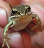 Sa propre princesse grenouille
