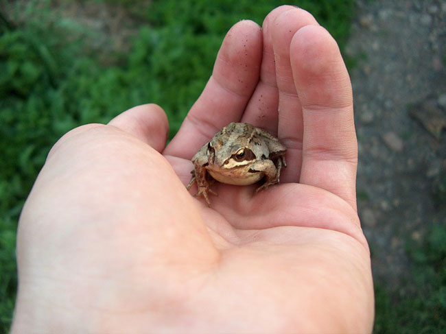 Sa propre princesse grenouille