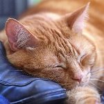 Toxoplasmose chez les chats