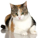 Chats tricolores Chats tricolores