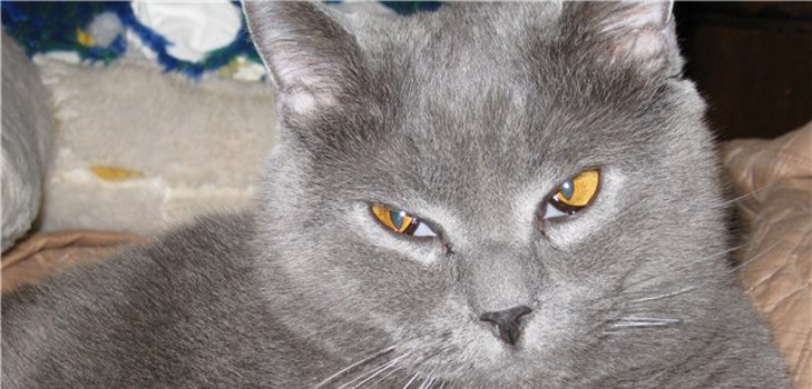 La troisième paupière d'un chat: causes, symptômes et traitement à la maison