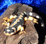 Tritons dans votre aquarium