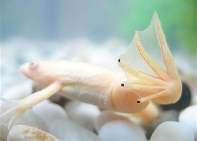 Tritons dans votre aquarium