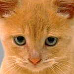 Les chats ont des yeux suppurants: que faire