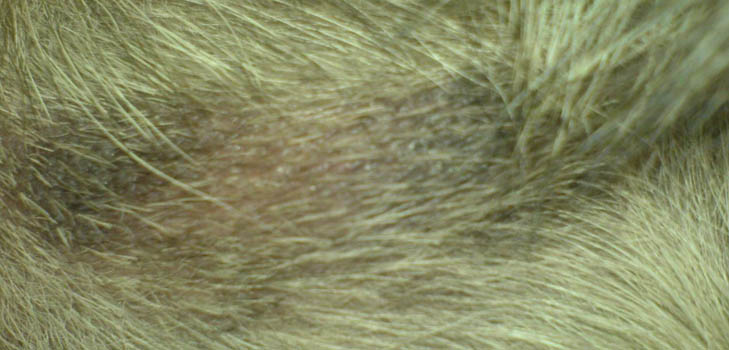 Le chien a la perte de cheveux: causes et traitement