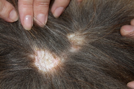 Le chien a la perte de cheveux: causes et traitement