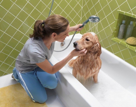 Le chien a la perte de cheveux: causes et traitement