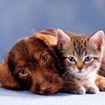Soin de la fourrure des chats et des chiens Soin de la fourrure des chats et des chiens