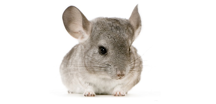 Prendre soin des chinchillas à la maison