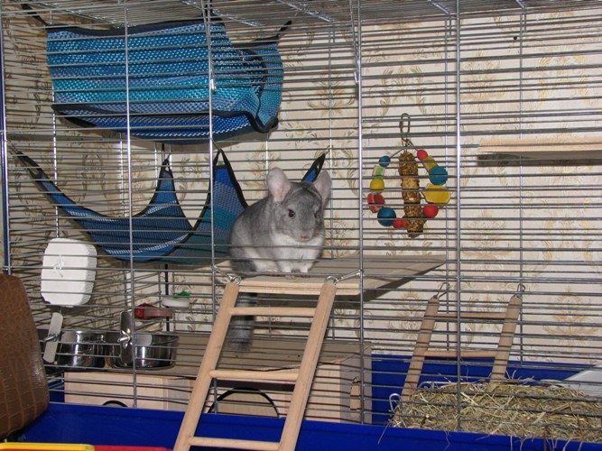 Comment équiper une cage pour un chinchilla