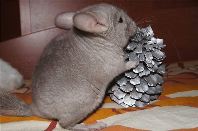Que nourrir le chinchilla