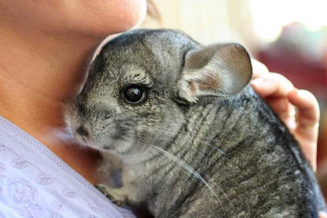 Prendre soin des chinchillas à la maison