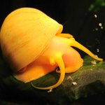Escargots d'Ampoule Escargots d'Ampoule
