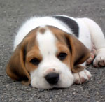 Vaccination des chiens