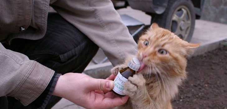 Valériane pour les chats: dangers face au propriétaire