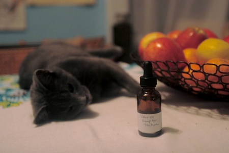 Valériane pour les chats: dangers face au propriétaire