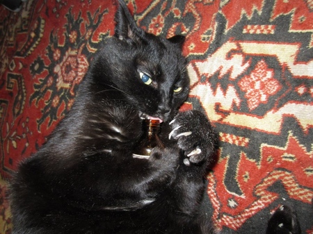 Valériane pour les chats: dangers face au propriétaire