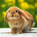 Choisissez un lapin décoratif