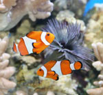 Types de poissons d'aquarium