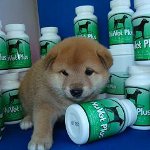 Vitamines pour chiens