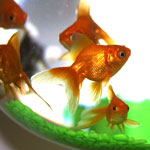 Ravageurs de l'aquarium: comment les traiter?
