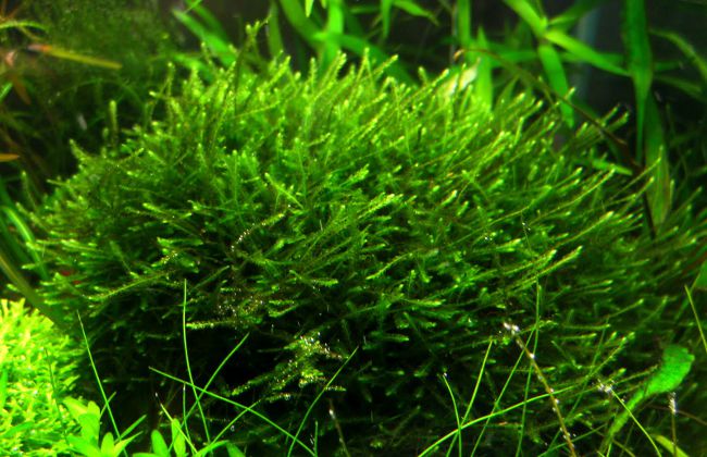 Mousse javanaise dans votre aquarium