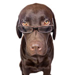 Le langage des chiens: comment comprendre un animal de compagnie? Le langage des chiens: comment comprendre un animal de compagnie?