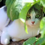 Le tournant du siècle chez un animal