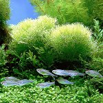 L'aquarium est vert. Que devrais-je faire?