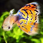 Poissons vivipares dans un aquarium Poissons vivipares dans un aquarium